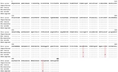 The ovine HIAT1 gene: mRNA expression, InDel mutations, and growth trait associations